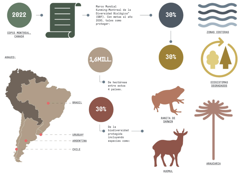 infografia-arauco