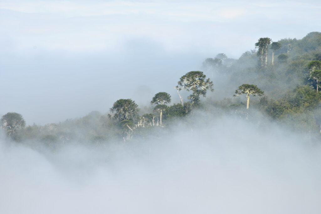 biodiversidad-arauco