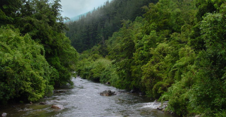 Centro de Investigación Bioforest de ARAUCO: El bosque como solución a la crisis hídrica