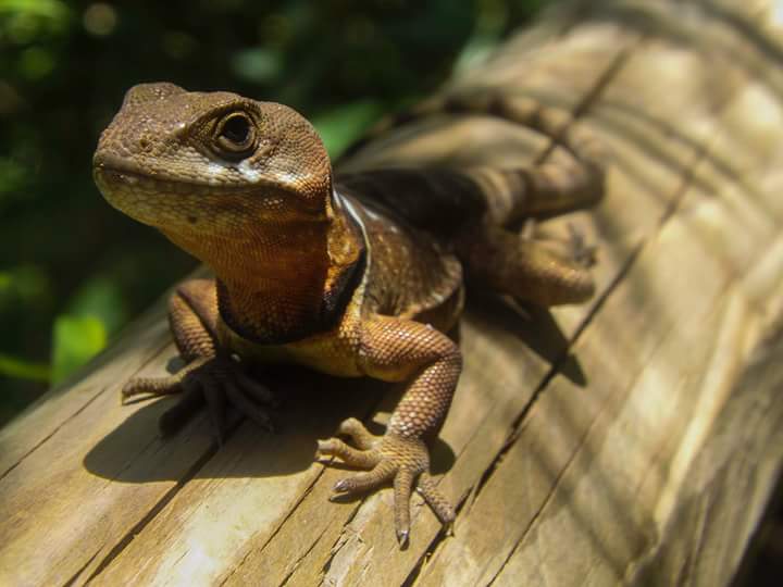 lagarto-gruñidor-del-sur