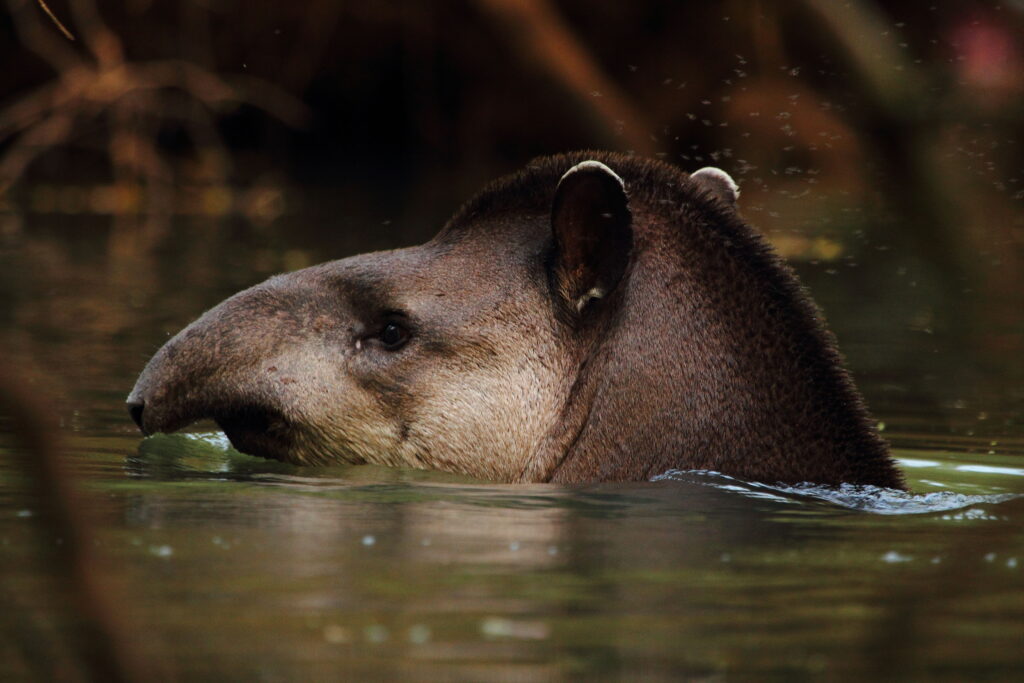 tapir