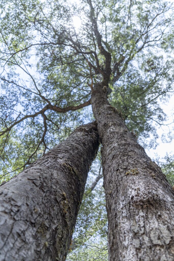 esspecies-de-arboles-en-chile