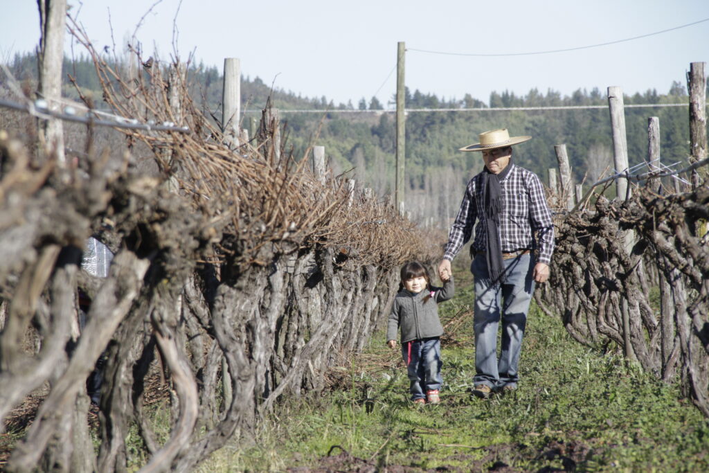 valle-itata-viña