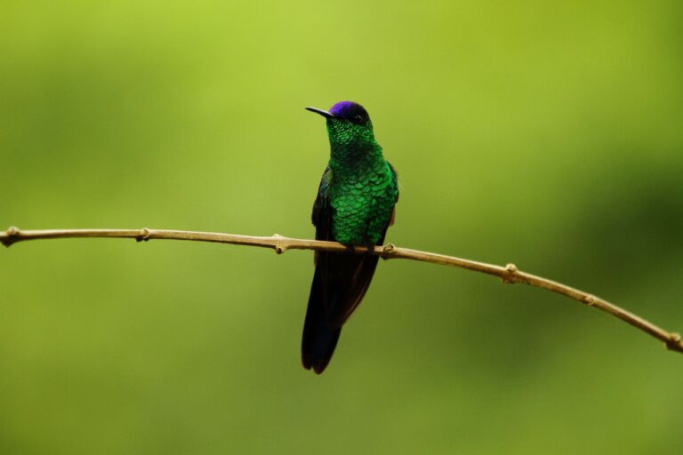 La extraordinaria belleza de la fauna