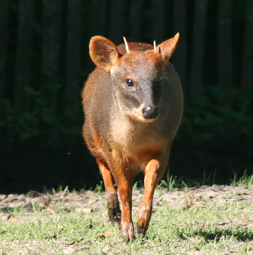 pudu