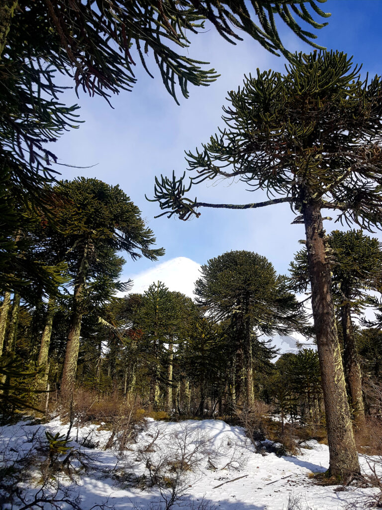 bosque-nativo