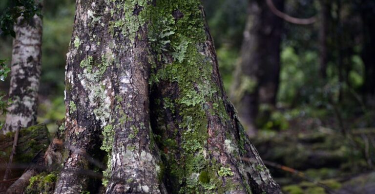 ARAUCO: Productos sostenibles desde la raíz