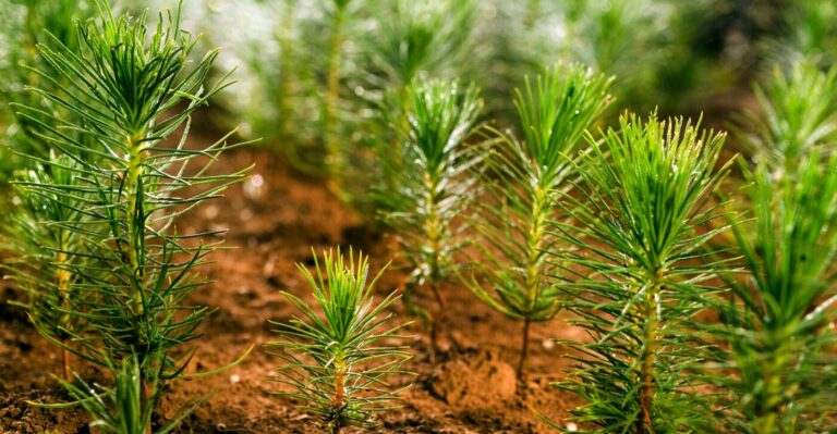 ARAUCO y TreeCo: Sembrando ciencia para las futuras generaciones